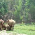 Thai Elephant Home Preview